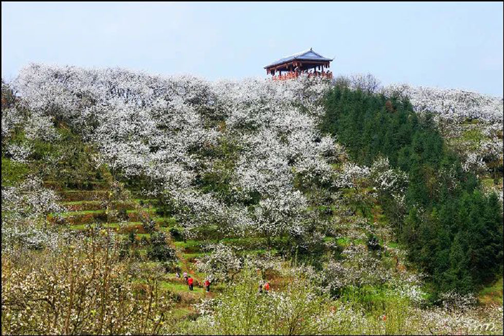 【春天，广西桂林灌阳县向您发出邀请！】我们在灌阳看梨花 - 游山玩水 - 郑州生活社区 - 郑州28生活网 zz.28life.com