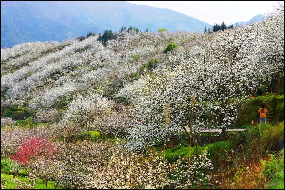 【春天，广西桂林灌阳县向您发出邀请！】我们在灌阳看梨花 - 游山玩水 - 郑州生活社区 - 郑州28生活网 zz.28life.com