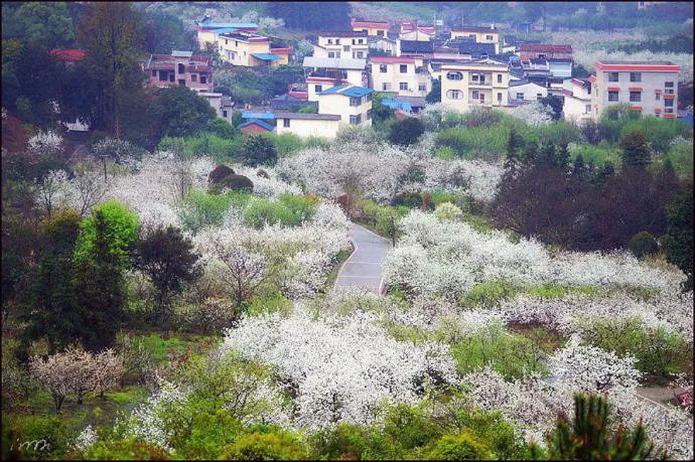 【春天，广西桂林灌阳县向您发出邀请！】我们在灌阳看梨花 - 游山玩水 - 郑州生活社区 - 郑州28生活网 zz.28life.com