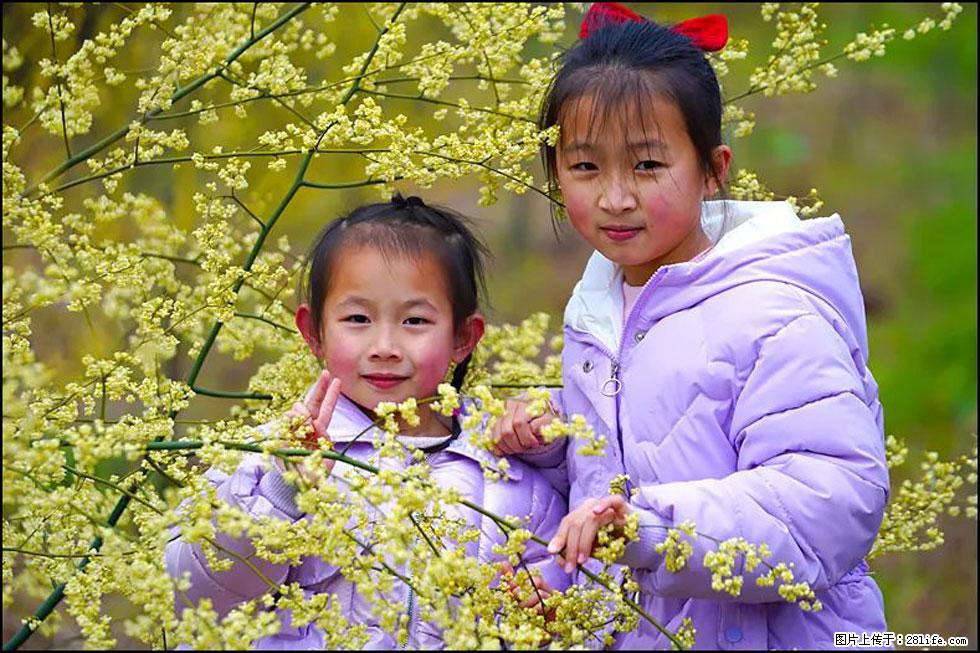 【春天，广西桂林灌阳县向您发出邀请！】米珠山前有片山苍子花在飘香 - 游山玩水 - 郑州生活社区 - 郑州28生活网 zz.28life.com