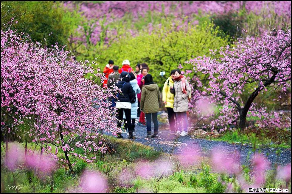 【春天,广西桂林灌阳县向您发出邀请!】官庄村有个醉美的桃花园 - 游山玩水 - 郑州生活社区 - 郑州28生活网 zz.28life.com
