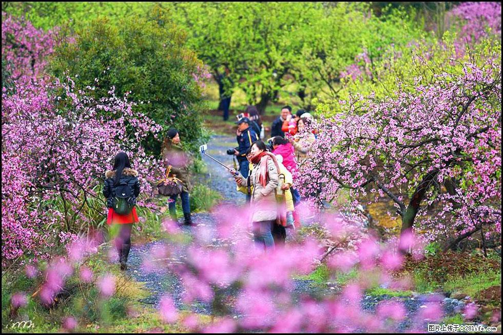【春天,广西桂林灌阳县向您发出邀请!】官庄村有个醉美的桃花园 - 游山玩水 - 郑州生活社区 - 郑州28生活网 zz.28life.com