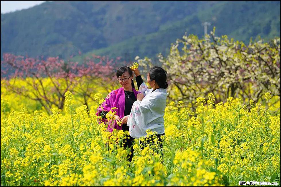 【春天,广西桂林灌阳县向您发出邀请!】长坪村油菜盛情花开 - 游山玩水 - 郑州生活社区 - 郑州28生活网 zz.28life.com