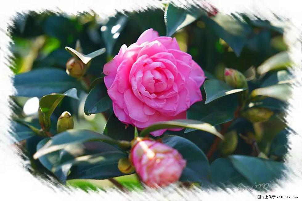 【春天,广西桂林灌阳县向您发出邀请!】杨柳井茶花惹人爱 - 游山玩水 - 郑州生活社区 - 郑州28生活网 zz.28life.com