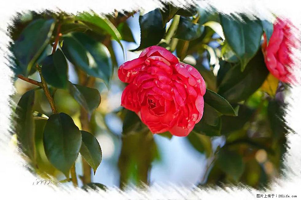 【春天,广西桂林灌阳县向您发出邀请!】杨柳井茶花惹人爱 - 游山玩水 - 郑州生活社区 - 郑州28生活网 zz.28life.com