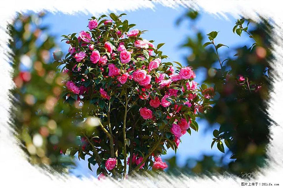 【春天,广西桂林灌阳县向您发出邀请!】杨柳井茶花惹人爱 - 游山玩水 - 郑州生活社区 - 郑州28生活网 zz.28life.com