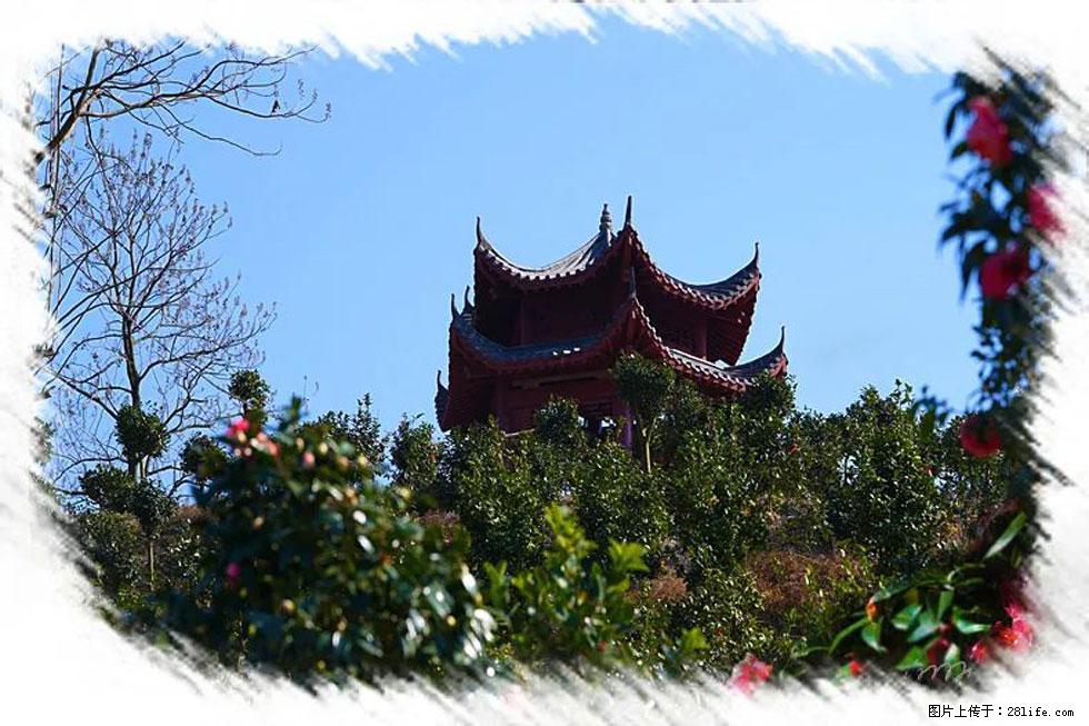【春天,广西桂林灌阳县向您发出邀请!】杨柳井茶花惹人爱 - 游山玩水 - 郑州生活社区 - 郑州28生活网 zz.28life.com