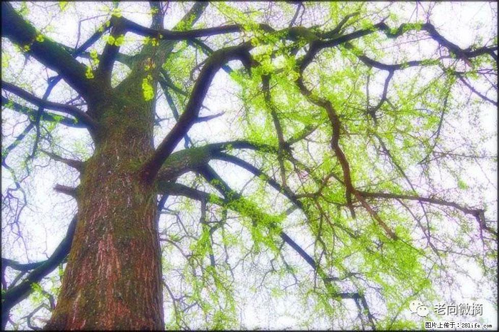 【春天,广西桂林灌阳县向您发出邀请!】在小龙村与春天约会 - 游山玩水 - 郑州生活社区 - 郑州28生活网 zz.28life.com