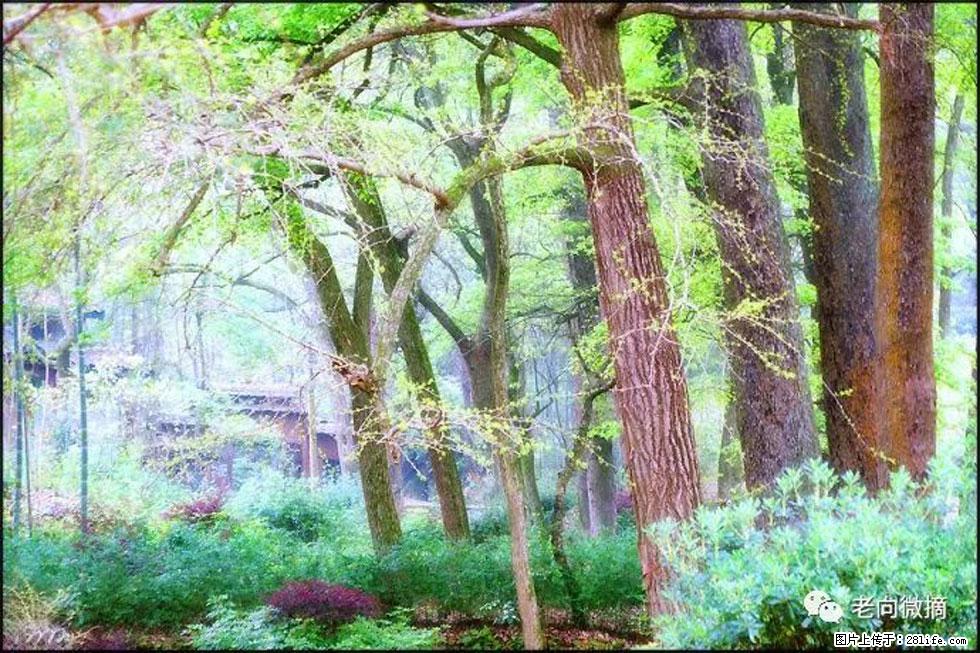 【春天,广西桂林灌阳县向您发出邀请!】在小龙村与春天约会 - 游山玩水 - 郑州生活社区 - 郑州28生活网 zz.28life.com