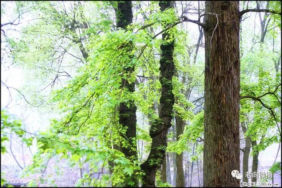 【春天,广西桂林灌阳县向您发出邀请!】在小龙村与春天约会 - 游山玩水 - 郑州生活社区 - 郑州28生活网 zz.28life.com