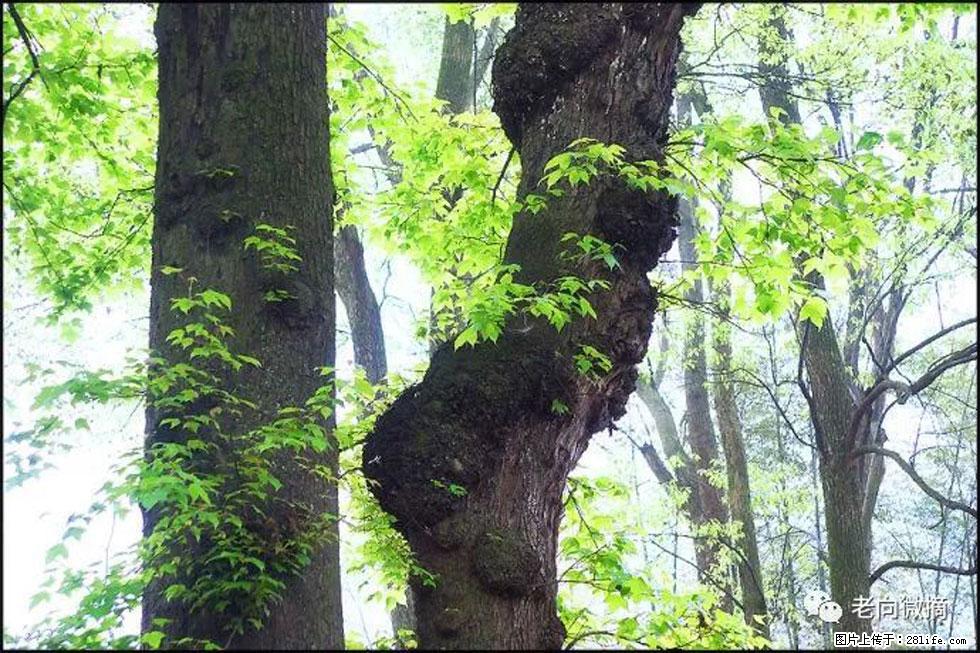 【春天,广西桂林灌阳县向您发出邀请!】在小龙村与春天约会 - 游山玩水 - 郑州生活社区 - 郑州28生活网 zz.28life.com