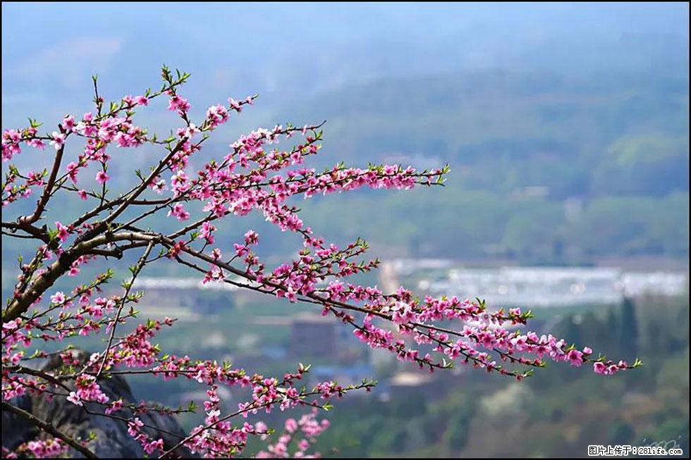 【春天，广西桂林灌阳县向您发出邀请！】望月岭上桃花开 - 游山玩水 - 郑州生活社区 - 郑州28生活网 zz.28life.com