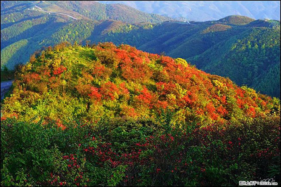 【春天,广西桂林灌阳县向您发出邀请!】春木界上映山红 - 游山玩水 - 郑州生活社区 - 郑州28生活网 zz.28life.com