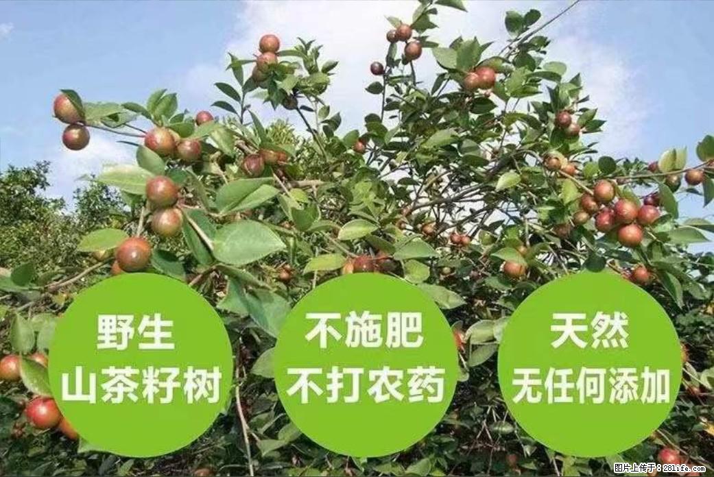 【灌阳县油茶产业示范区】一个有着充实的精神生活的人,对待身外之物自会有一种淡泊的态度 - 美食天地 - 郑州生活社区 - 郑州28生活网 zz.28life.com