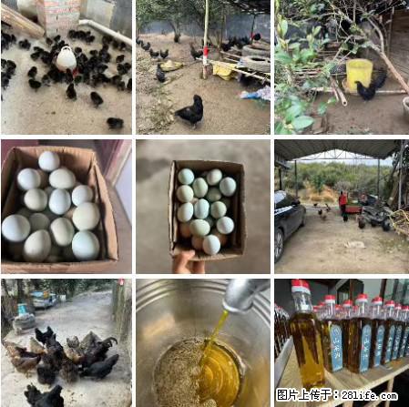 油茶园从小鸡仔开始养起的纯土鸡、土鸡蛋可以预定啦!还有前几天刚榨的纯山茶油哦 - 美食天地 - 郑州生活社区 - 郑州28生活网 zz.28life.com