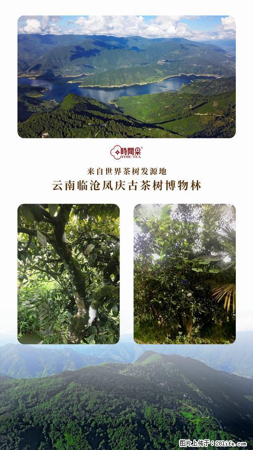 时间果百年古树2025年春红茶 - 购物交流 - 郑州生活社区 - 郑州28生活网 zz.28life.com