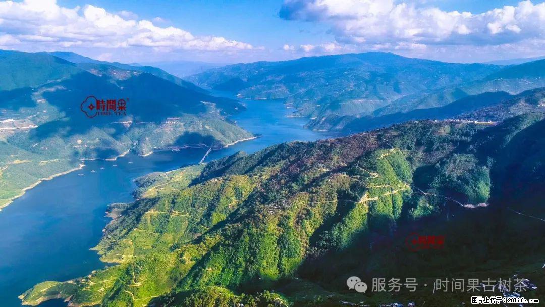 时间果百年古树龙珠普洱生茶 - 购物交流 - 郑州生活社区 - 郑州28生活网 zz.28life.com