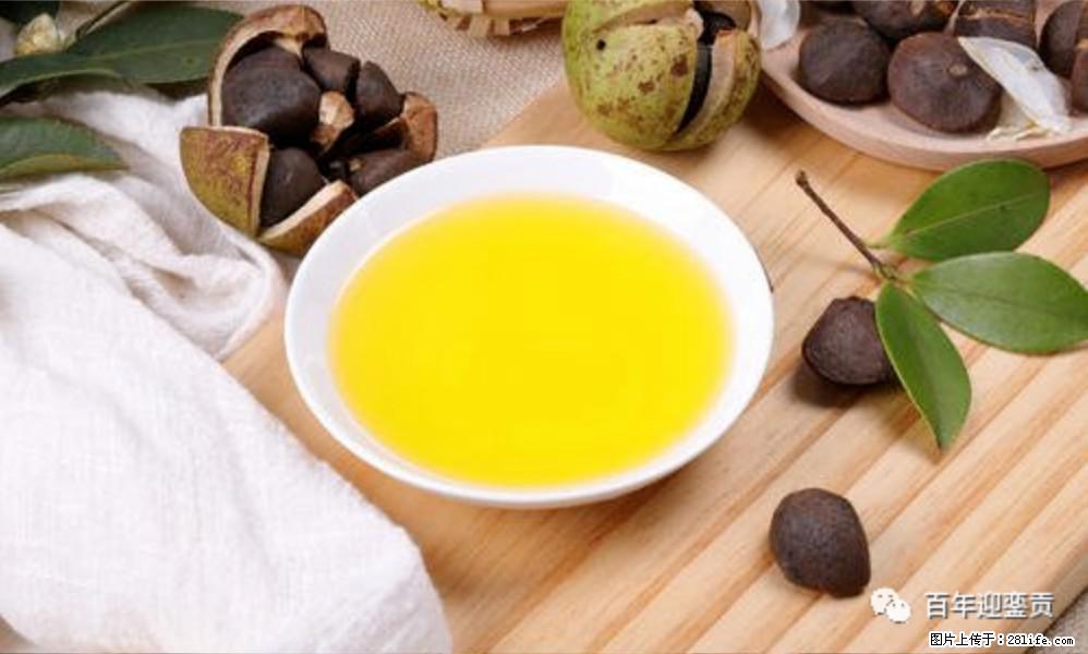 世界没有真相，只有认知，最好的食用油是中国的山茶油！ - 郑州生活资讯 - 郑州28生活网 zz.28life.com