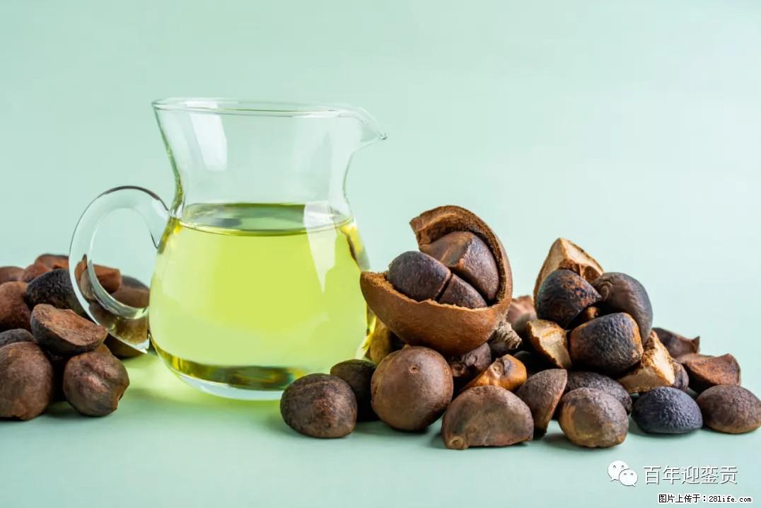 世界没有真相，只有认知，最好的食用油是中国的山茶油！ - 郑州生活资讯 - 郑州28生活网 zz.28life.com