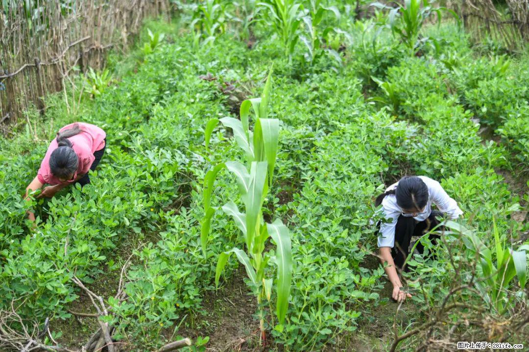 全网追的“扁担女孩”,找了一份暑假工,时薪12元 - 郑州生活资讯 - 郑州28生活网 zz.28life.com