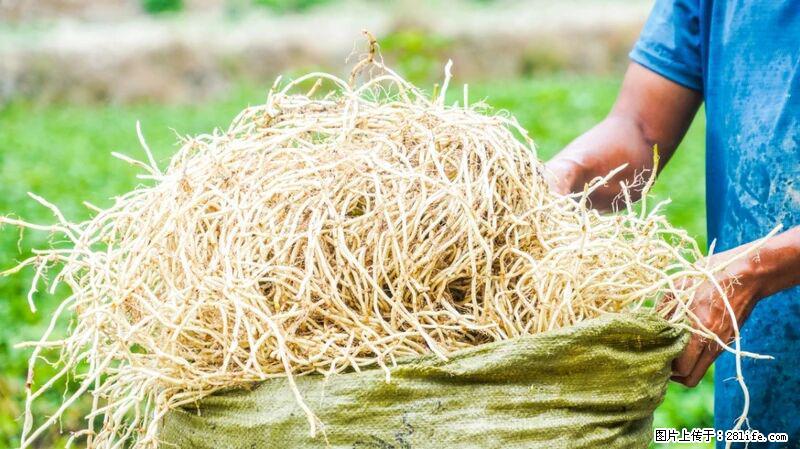 堪称“最难吃”的蔬菜，却是 “抗辐射神器”，还能护肺、清热、止咳化痰！ - 郑州生活资讯 - 郑州28生活网 zz.28life.com