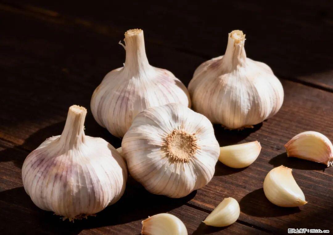 关于大蒜，除了“天然抗生素”，这4个谣言更该警惕! - 郑州生活资讯 - 郑州28生活网 zz.28life.com