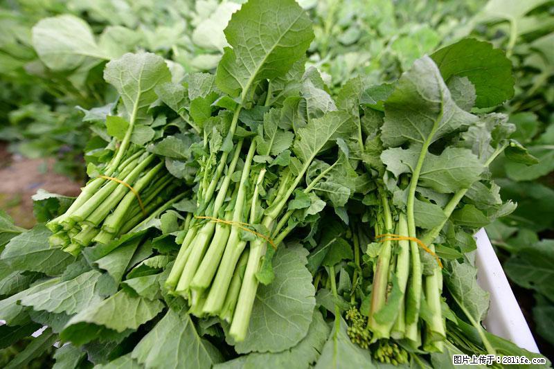这些蔬菜是“天然钙片”，这6种被医生重点推荐 - 郑州生活资讯 - 郑州28生活网 zz.28life.com